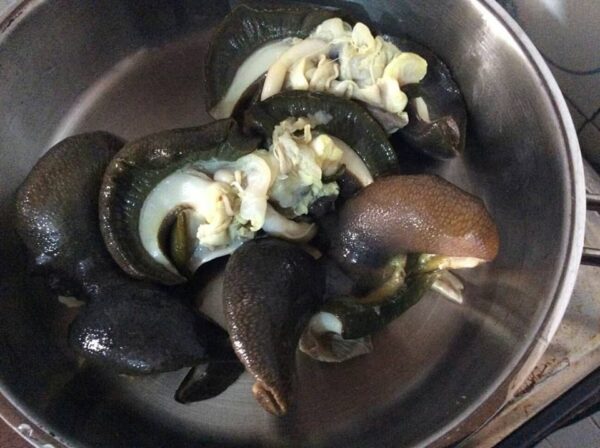Fresh Snails